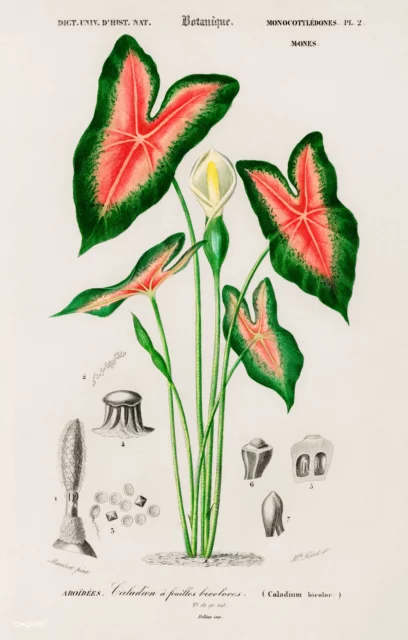 Caladium