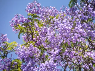 Jacaranda mimosifolia