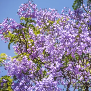 Jacaranda mimosifolia