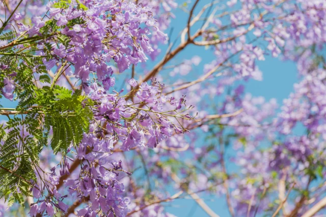 Jacaranda mimosifolia