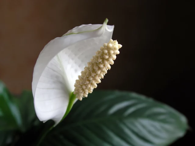 Close-up di un fiore