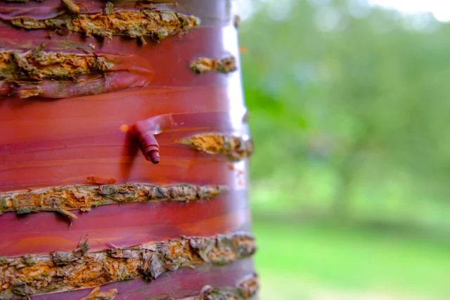 Lenticelle Prunus serrula