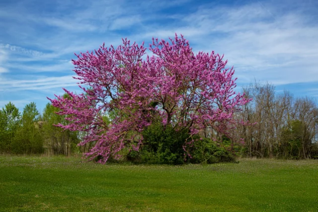 Cercis siliquastrum