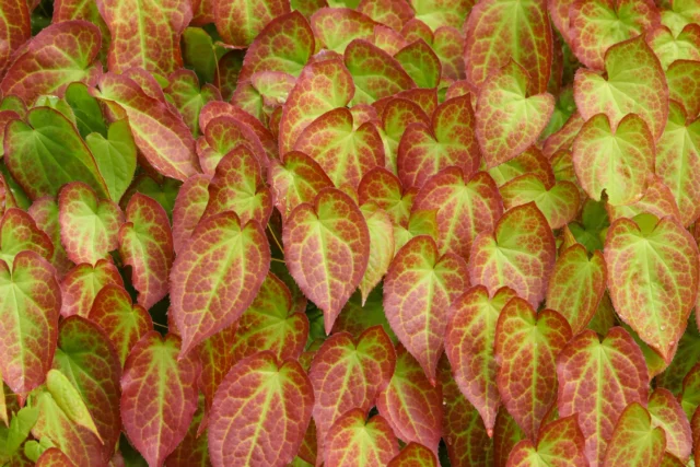 Epimedium x perralchicum 'Frohnleiten'