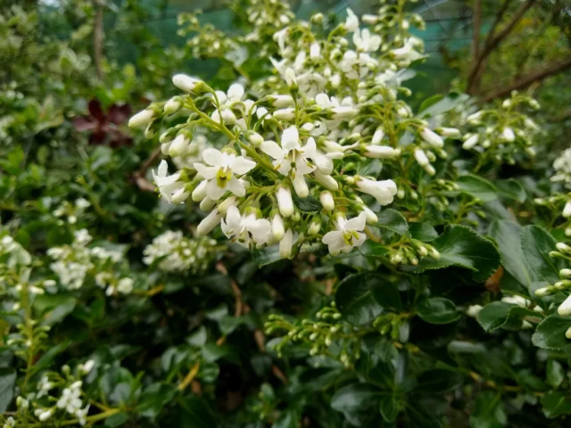 Escallonia 'Iveyi'