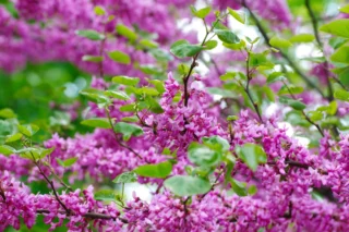 Cercis siliquastrum