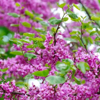 Cercis siliquastrum