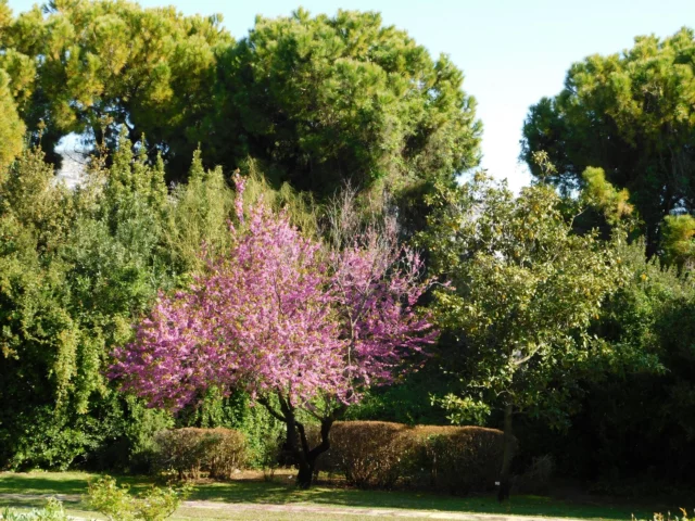 Albero di Giuda