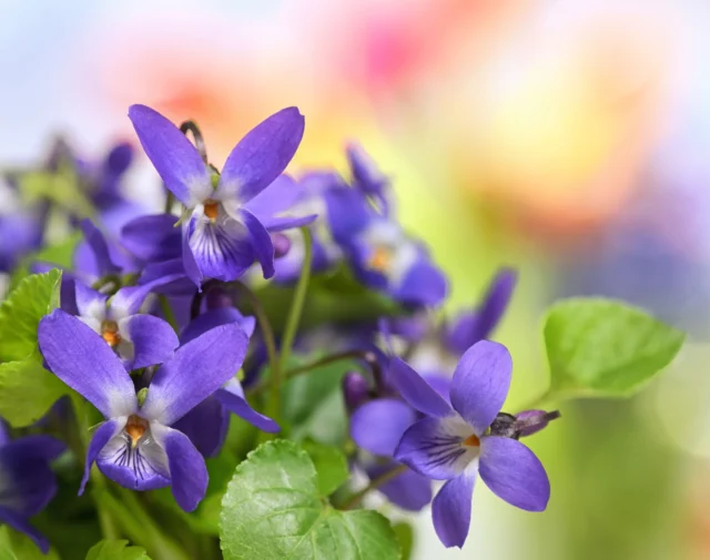 Viola odorata