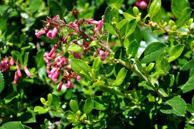 Escallonia rubra