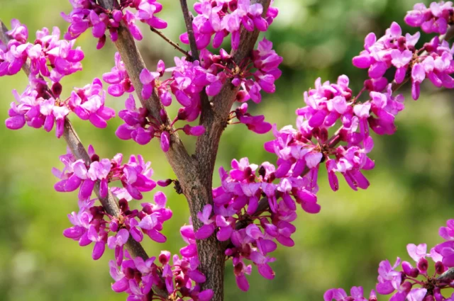 Cercis