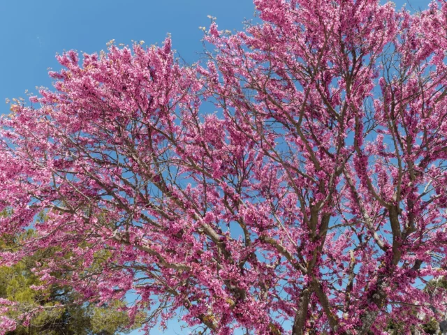 Albero di Giuda