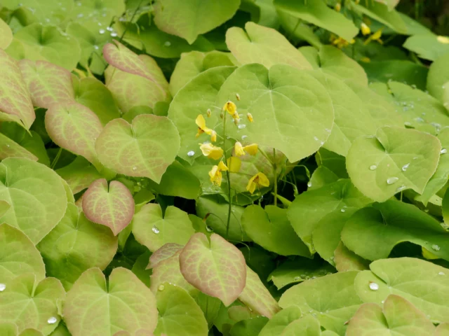 Foglie e fiori