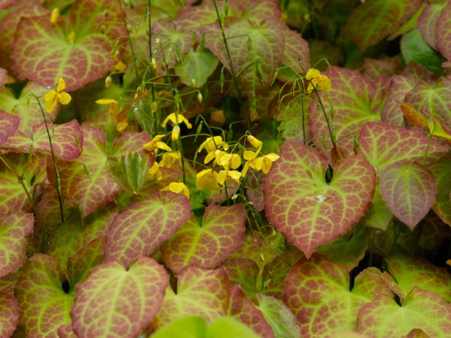 Epimedium x perralchicum 'Frohnleiten'