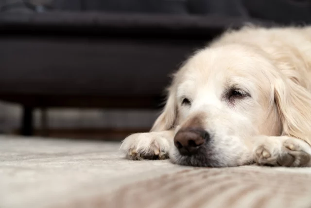 Un cane particolarmente tranquillo, mogio