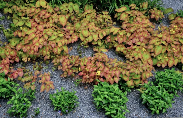 Epimedium x perralchicum 'Frohnleiten'