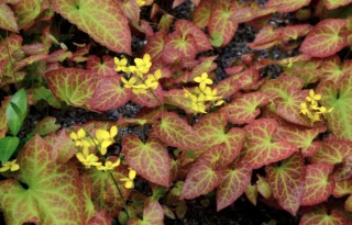 Epimedium x perralchicum 'Frohnleiten'