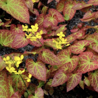 Epimedium x perralchicum 'Frohnleiten'