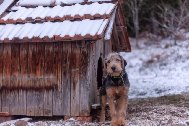 I cani alla catena vivono isolati 