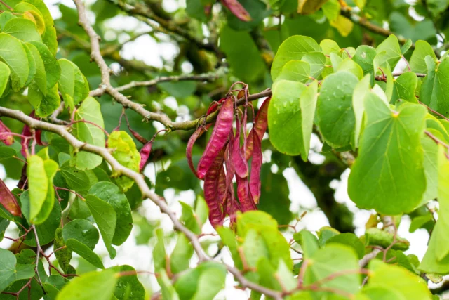 Silique di Cercis siliquastrum