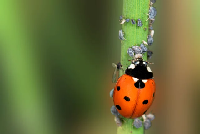 Coccinella e afidi