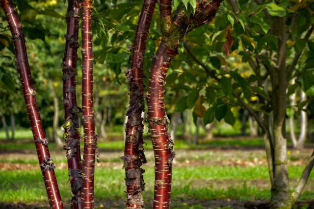 Prunus Serrula