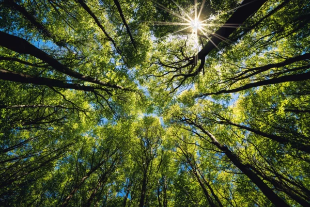 Crown shyness