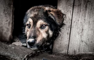 Il cane alla catena tenderà ad isolarsi e ad avere atteggiamenti aggressivi