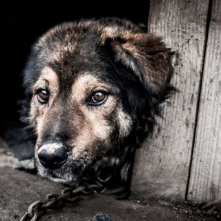 Il cane alla catena tenderà ad isolarsi e ad avere atteggiamenti aggressivi