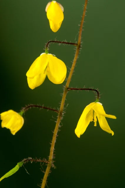 Dettaglio dei fiori