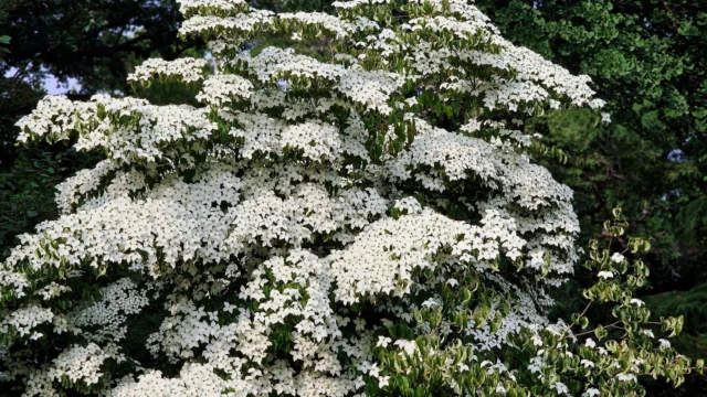 Cornus kousa