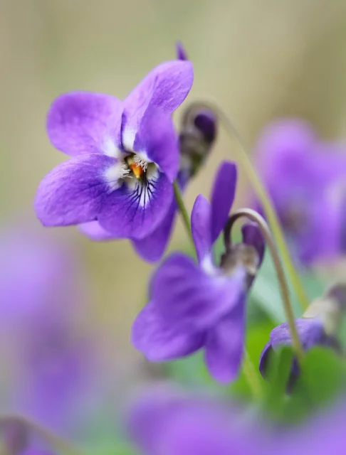 Viola mammola