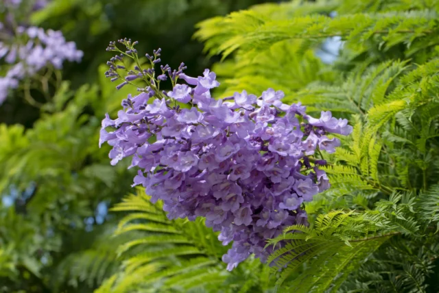 Close-up di un fiore