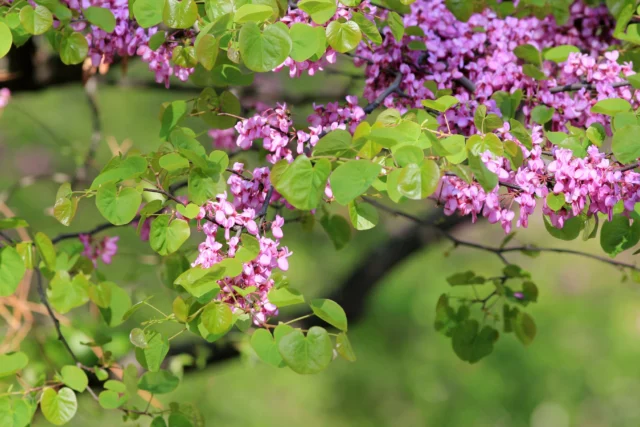 Ramo di Cercis siliquastrum