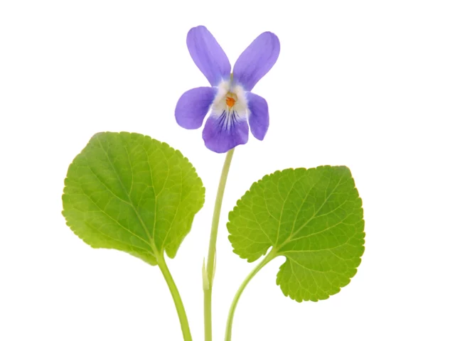 Viola mammola