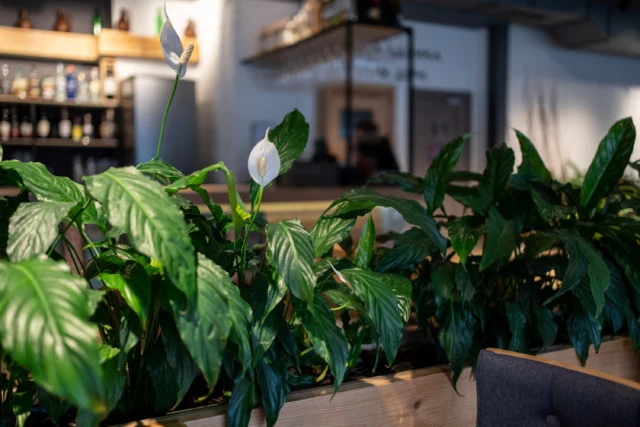 Carenza idrica degli Spathiphyllum