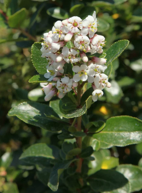 Fiori di E. 'Iveyi'