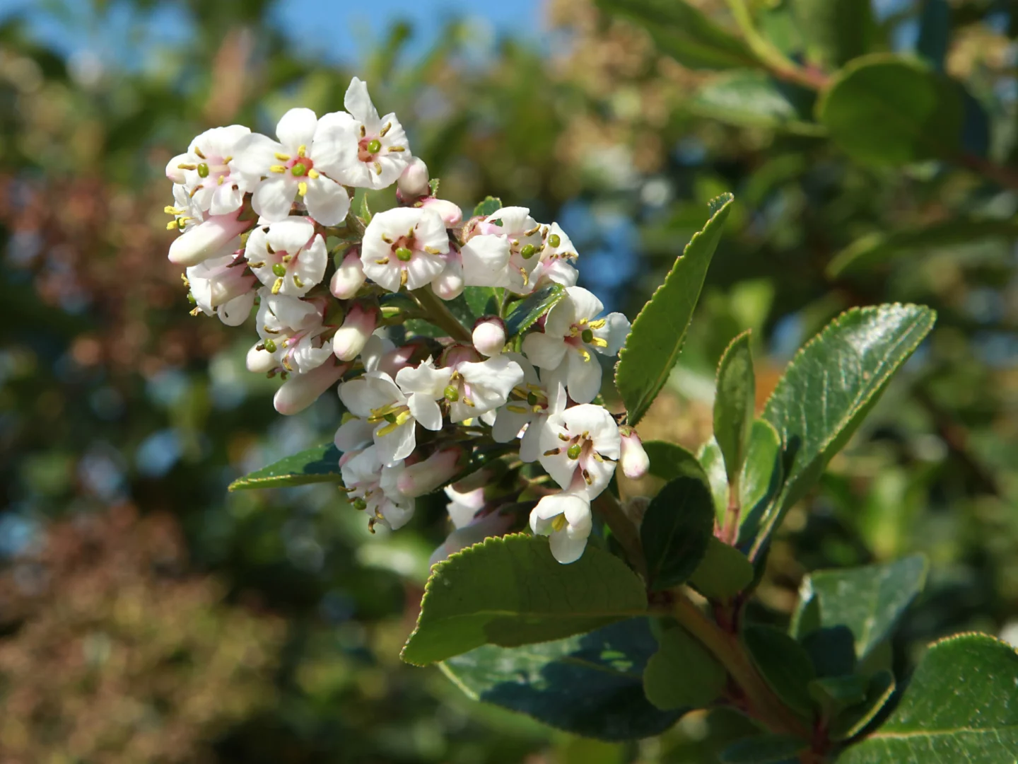 Escallonia 'Iveyi'