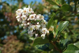 Escallonia 'Iveyi'