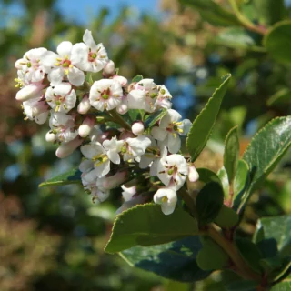 Escallonia 'Iveyi'