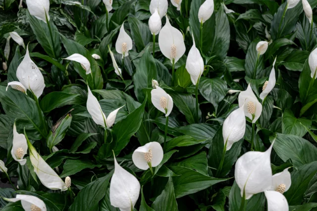 Spathiphyllum