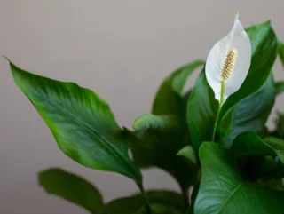 Spathiphyllum fiore