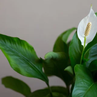 Spathiphyllum fiore