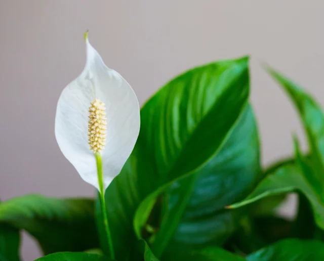 Spathiphyllum wallisii 