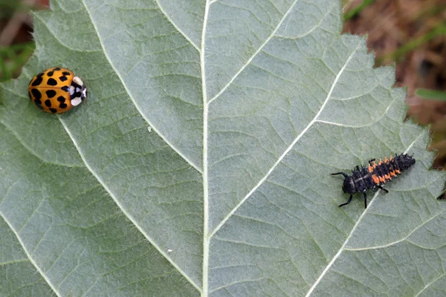 Larva di coccinella