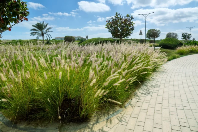 Giardino graminacee ornamentali