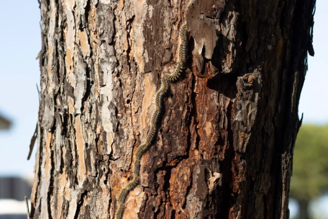 La processionaria scende dagli alberi in fila indiana