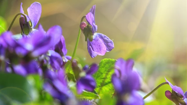 Viola odorata