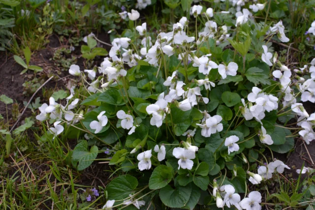 Fiore bianco